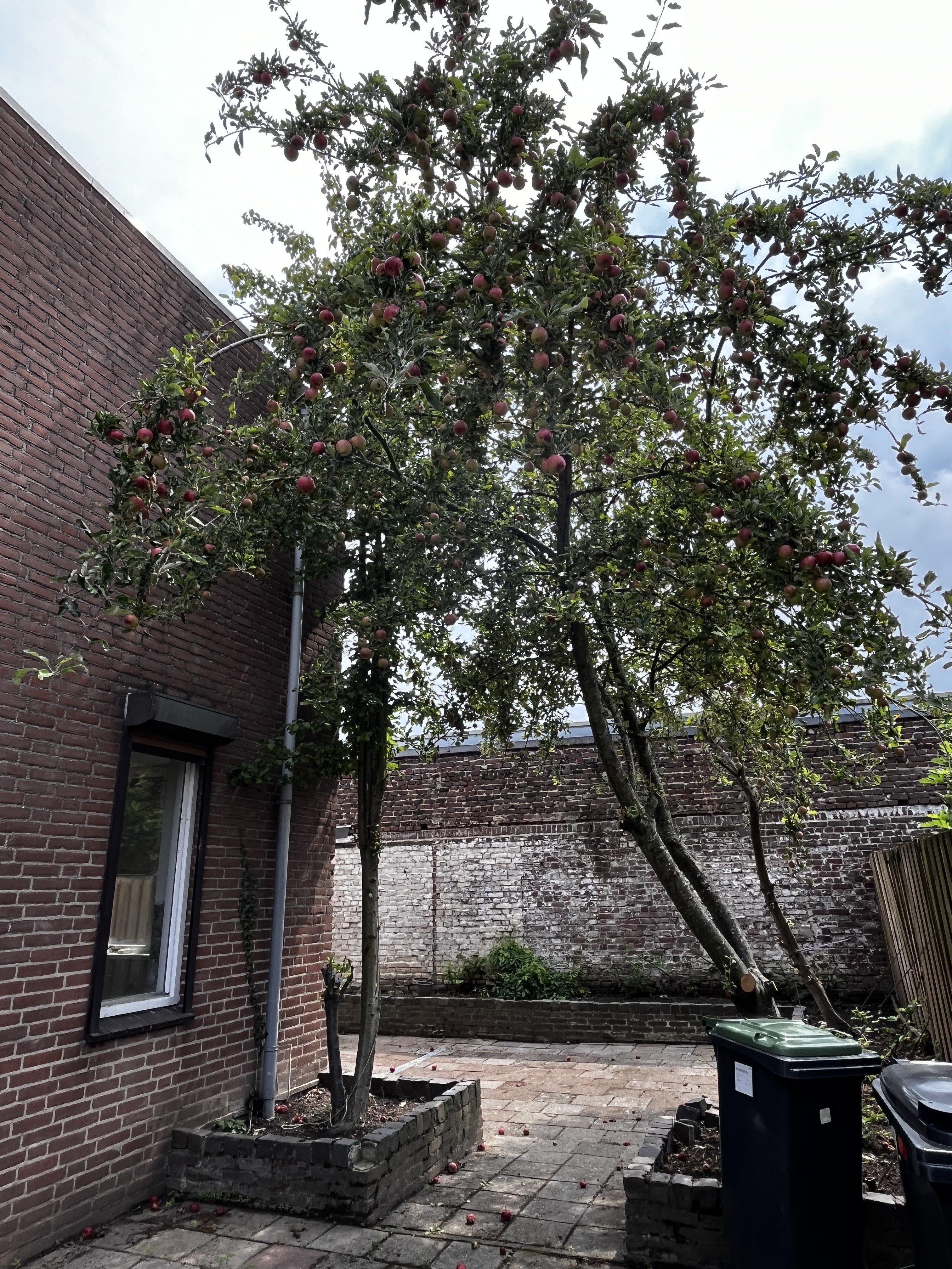 Elfmorgenstraat 12