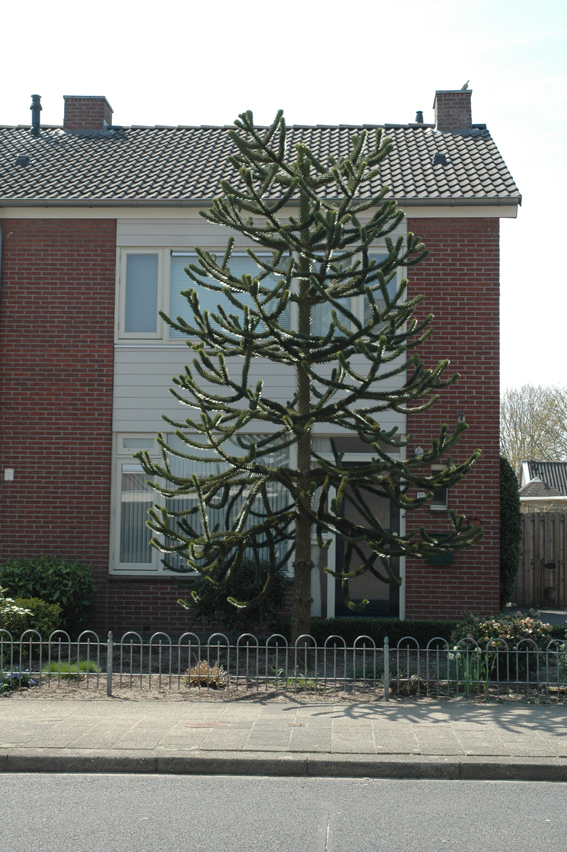 Kabroekstraat 33, 5966 NW America, Nederland