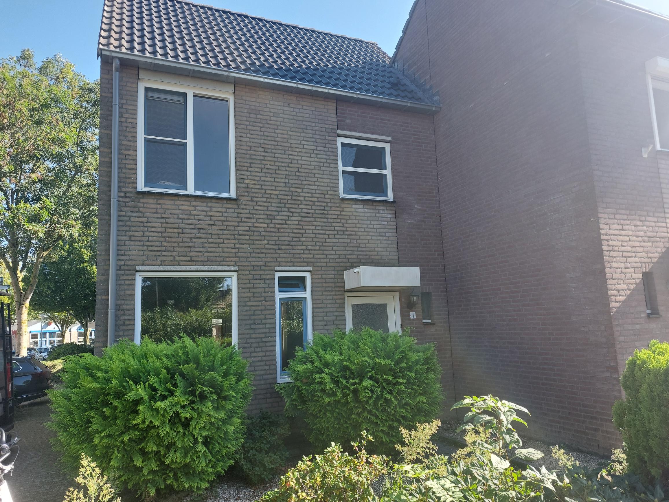 Kruidvlier 1